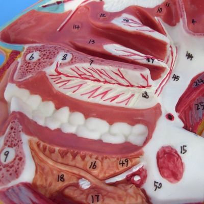 Modelo detalhado de nervos e vasos faciais Material avançado de PVC para estribo abrangente