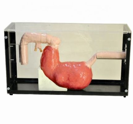 Exame Gastroscópico Avançado e Modelo de Treinamento ERCP para Lesões Gastrointestinais
