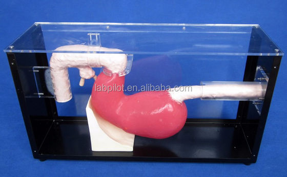 Exame Gastroscópico Avançado e Modelo de Treinamento ERCP para Lesões Gastrointestinais