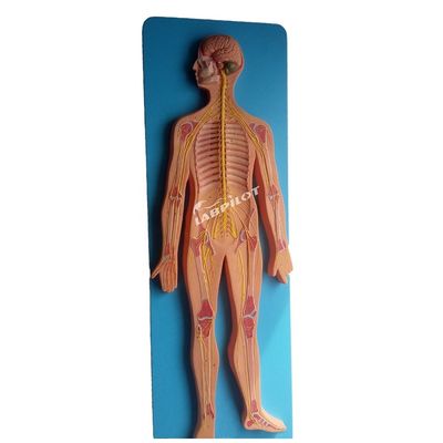 Ciência médica Modelo anatômico do sistema nervoso humano para hospitais e clínicas