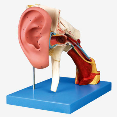 Ensino avançado de anatomia do ouvido em PVC Modelo 4 vezes Estrutura amplificada Ouvido externo e médio