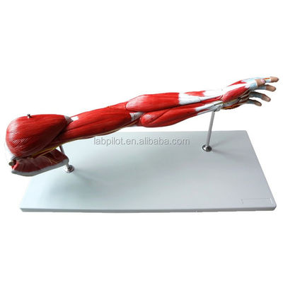 Músculos do braço desmontáveis Modelo vascular e neural para o sistema motor dos membros superiores Anatomia