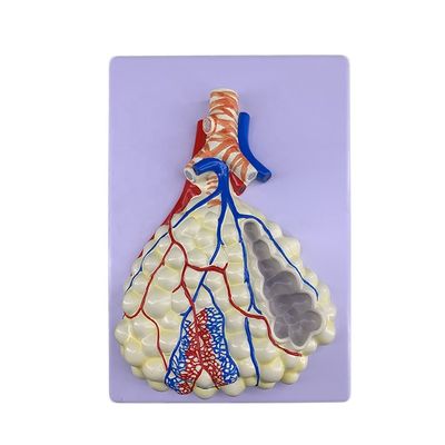 Modelo avançado de anatomia pulmonar de PVC para demonstração precisa do sistema respiratório