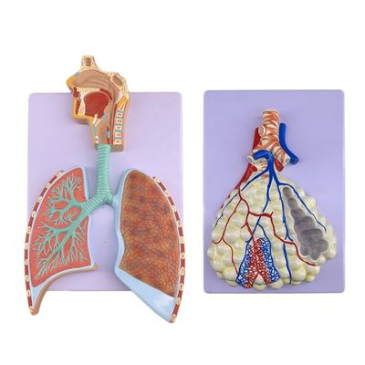 Modelo avançado de anatomia pulmonar de PVC para demonstração precisa do sistema respiratório