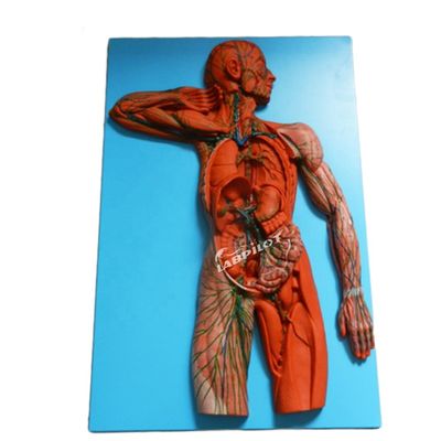 Sistema Imune Humano Modelo de Ensino Anatômico 3D Simulador para órgão do sistema linfático