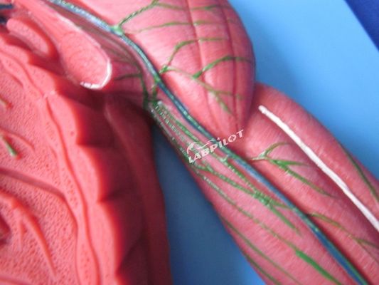 Sistema Imune Humano Modelo de Ensino Anatômico 3D Simulador para órgão do sistema linfático
