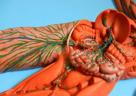 Sistema Imune Humano Modelo de Ensino Anatômico 3D Simulador para órgão do sistema linfático