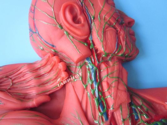 Sistema Imune Humano Modelo de Ensino Anatômico 3D Simulador para órgão do sistema linfático