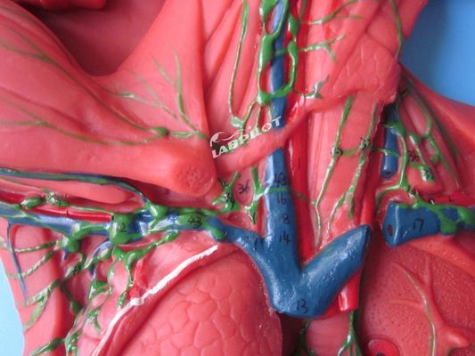 Sistema Imune Humano Modelo de Ensino Anatômico 3D Simulador para órgão do sistema linfático