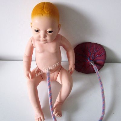 Modelo Avançado de Cuidados Placentários em PVC Manikin de Bebê recém-nascido para Profissionais de Saúde