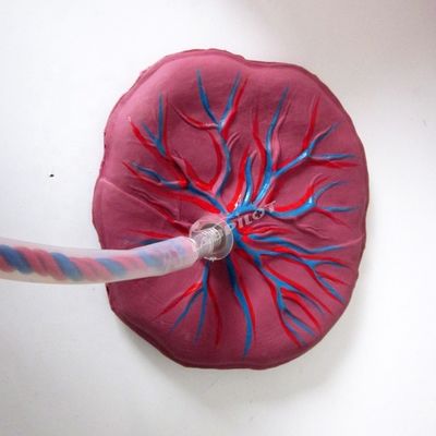 Modelo Avançado de Cuidados Placentários em PVC Manikin de Bebê recém-nascido para Profissionais de Saúde