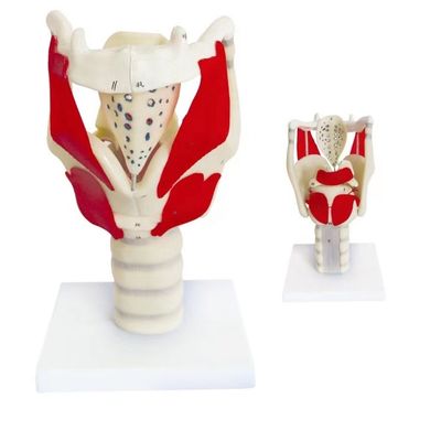 Demonstração anatômica HOT Laringe Modelo funcional PVC avançado para ensino da garganta