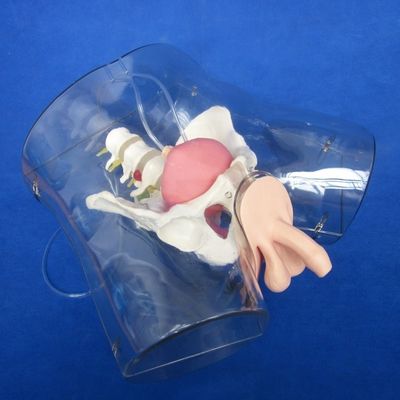 Maniquínio para os pacientes Demonstração de cuidados Treinamento de cateterismo uretral transparente