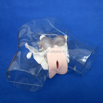 Manikin Dilatação transparente e curetagem de manikin uterino para treinamento de aborto
