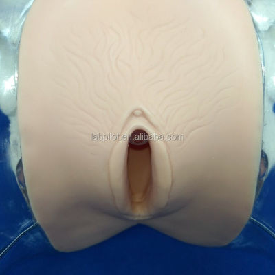 Manikin Dilatação transparente e curetagem de manikin uterino para treinamento de aborto