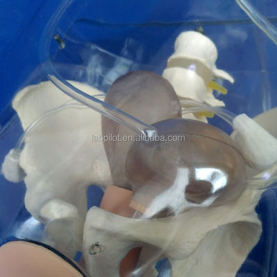 Manikin Dilatação transparente e curetagem de manikin uterino para treinamento de aborto