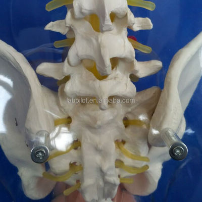 Manikin Dilatação transparente e curetagem de manikin uterino para treinamento de aborto