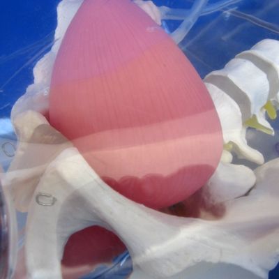Treinador avançado de cateterismo uretral feminino de PVC transparente para formação em enfermagem