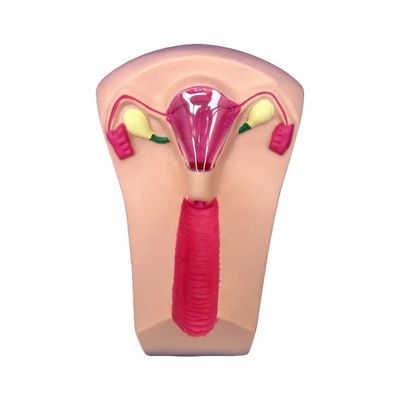 Ciências Médicas PVC IUD Inserção Treinador Útero Fêmea Intrauterino Dispositivo Modelo Simulador