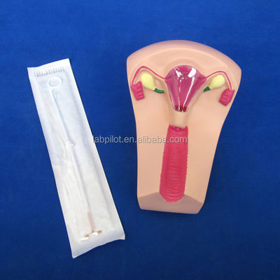 Ciências Médicas PVC IUD Inserção Treinador Útero Fêmea Intrauterino Dispositivo Modelo Simulador