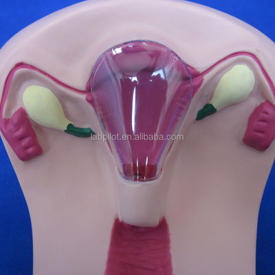 Ciências Médicas PVC IUD Inserção Treinador Útero Fêmea Intrauterino Dispositivo Modelo Simulador