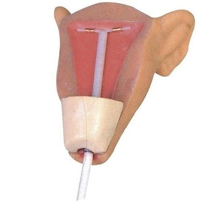 Demonstração de cuidados com pacientes Compacto IUD portátil Instrutor de inserção para ciência médica