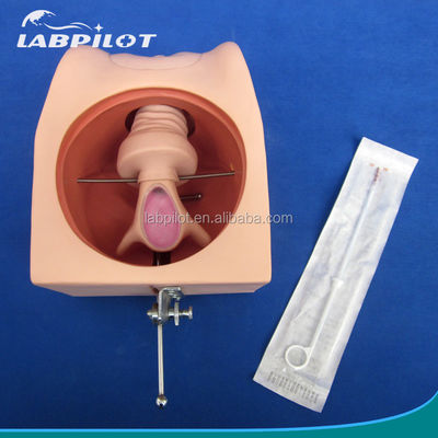 Melhorar as técnicas clínicas de enfermagem com o simulador contraceptivo feminino e o modelo do DIU