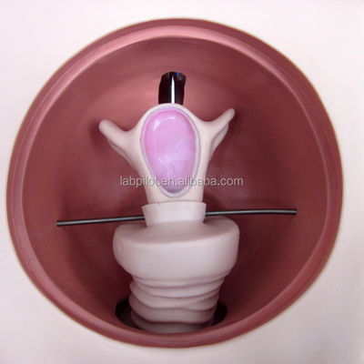 Melhorar as técnicas clínicas de enfermagem com o simulador contraceptivo feminino e o modelo do DIU