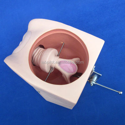 Melhorar as técnicas clínicas de enfermagem com o simulador contraceptivo feminino e o modelo do DIU
