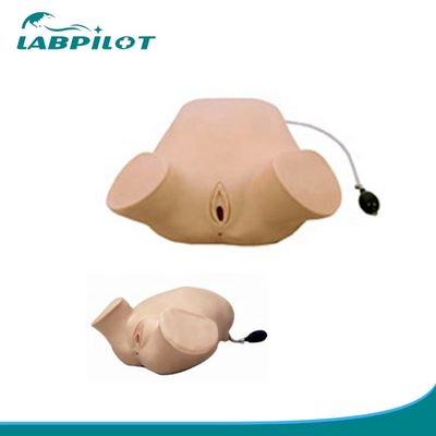 PVC Mulheres grávidas Simulador de exame vaginal de manobras de Leopold