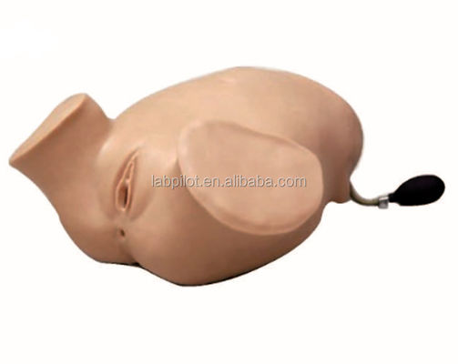 PVC Mulheres grávidas Simulador de exame vaginal de manobras de Leopold