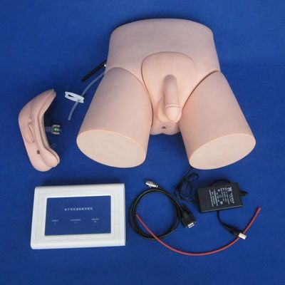 Modelo de Treinamento de Cateterismo Uretral Eletrônico para Homens e Mulheres Tamanho da Vida Humana