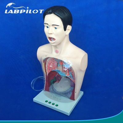 Modelo de lavagem gástrica transparente Simulador de tubo de alimentação nasal para formação em enfermagem