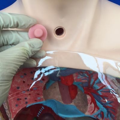 Modelo de lavagem gástrica transparente Simulador de tubo de alimentação nasal para formação em enfermagem
