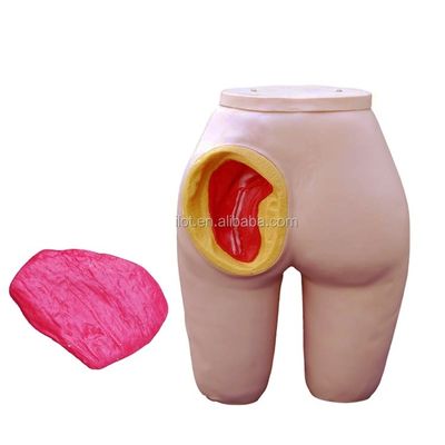 Modelo de Treinamento de Injeção Intramuscular do Glúteo de Tamanho de Vida Humana para Atenção ao Paciente