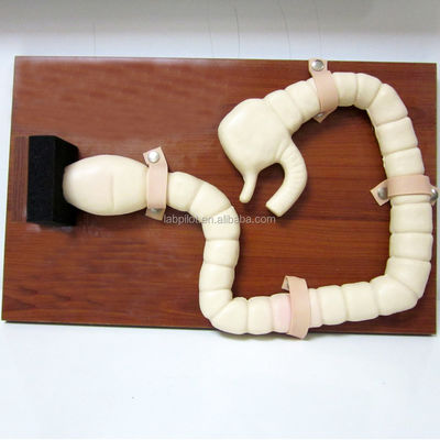 Manikin para treinamento de exame de sigmoidoscópio Modelo de simulação de intestino avançado