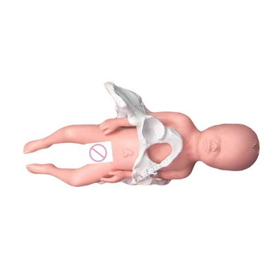Ensino Médico Manikin Modelo Subjecto Ciência Médica com Cordão Umbilical e Placenta