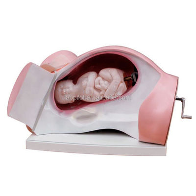 Modelo de parto e simulador de obstetrícia para demonstração de cuidados com pacientes