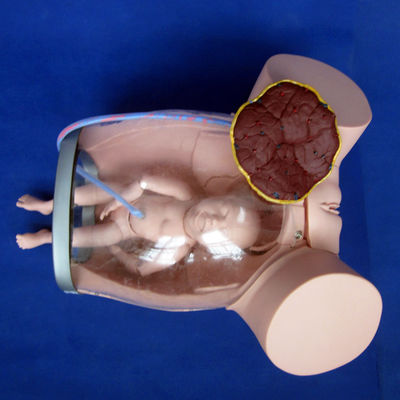 Obstetrícia-Ginecologia Modelo Simulador de Cuidados da Mulher Grávida para Treinamento de Obstetrícia
