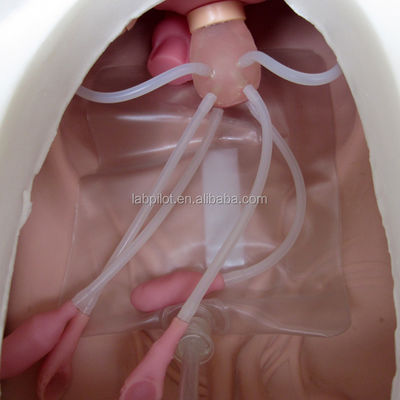 Ciências Médicas Diversas Habilidades de Enfermagem Ginecológica Treinamento de manequim Exame de pelve e vagina Modelo
