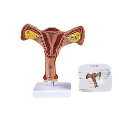 Órgãos genitais internos e externos femininos Ciência médica modelo para a vida humana Tamanho