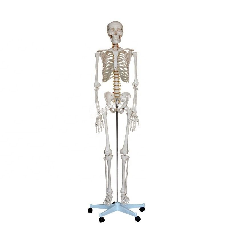 Modelo anatômico humano de 180 cm de altura ideal para ensino e educação médica