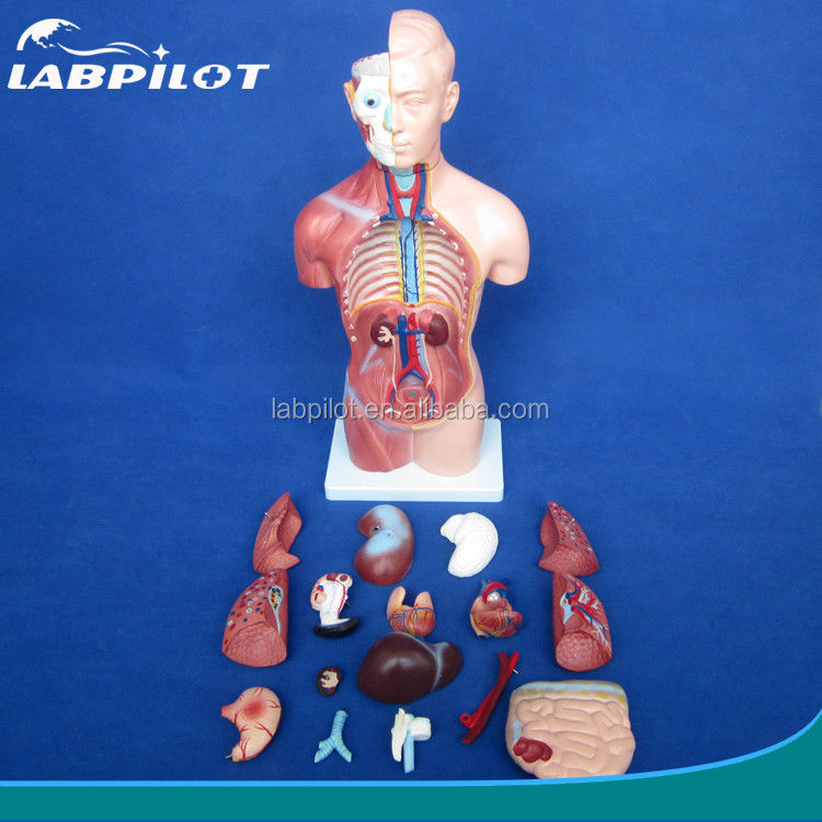 Modelo de Torso Sem Sexo de 42 cm com órgãos internos de 18 partes e Modelo de Anatomia do Torso detalhado