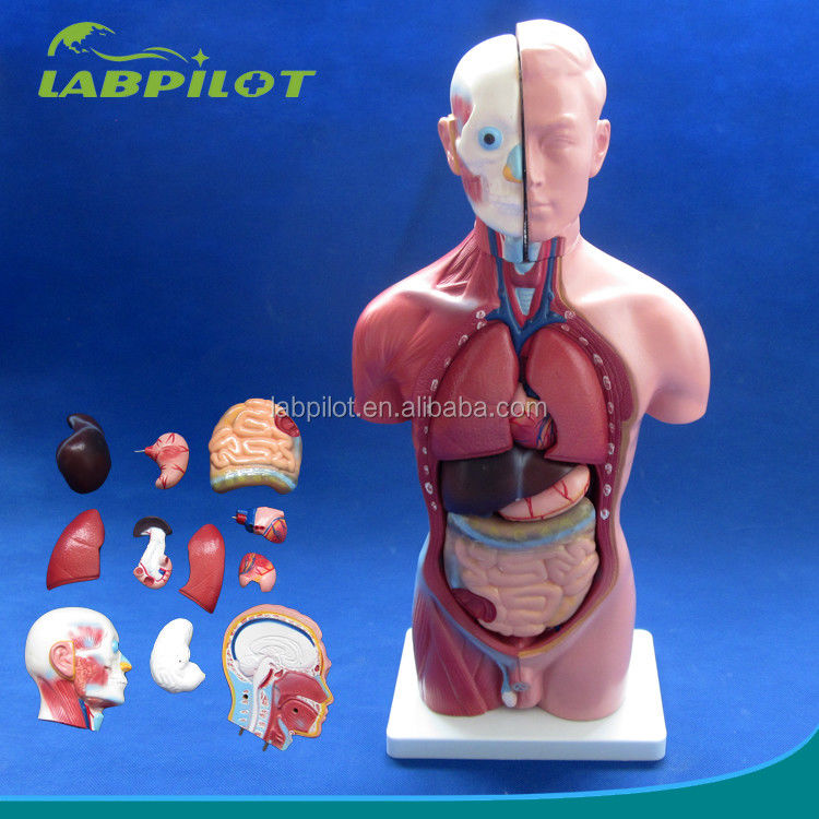 Demonstração anatômica 42CM Torso masculino com órgãos internos 13 partes Modelo anatômico