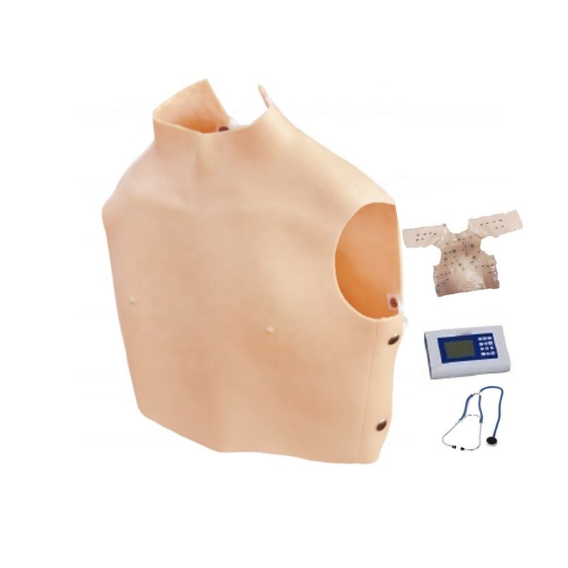 Tamanho da vida humana Ferramenta de ciência médica Modelo de auscultation cardiopulmonar para ensino
