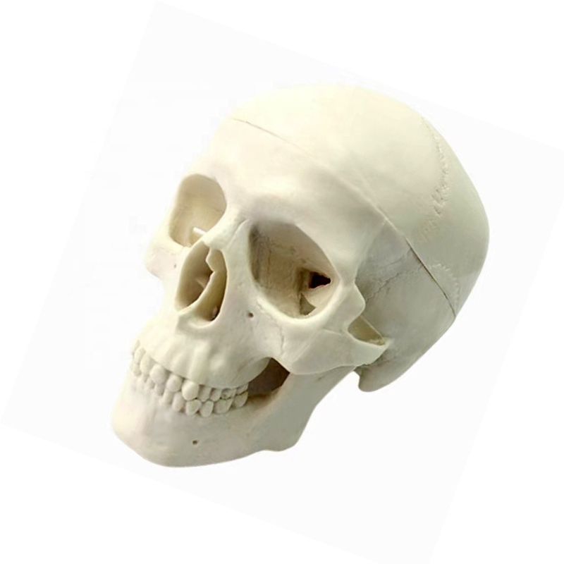 Ferramenta de ensino de anatomia humana de tamanho natural de luxo