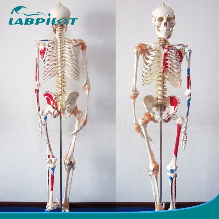 Modelo Educativo de Ciências Médicas Esqueleto de 180 cm de altura com músculos e ligamentos