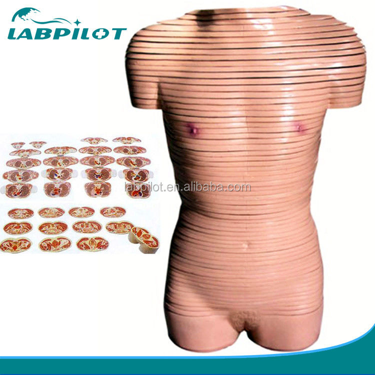 Modelo de anatomia de seção transversal do tronco feminino recomendado para escolas