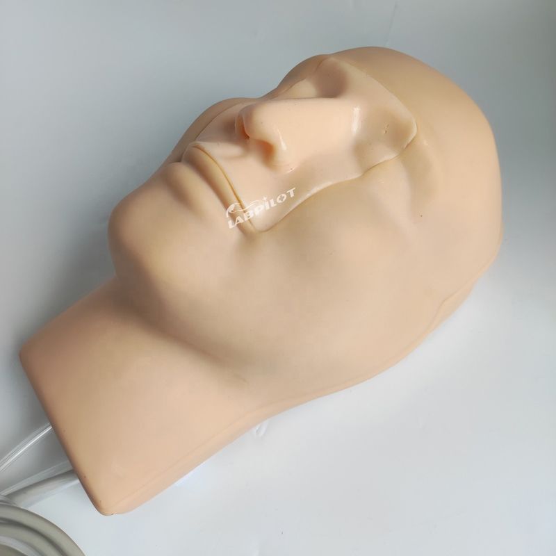 Modelo Vivido de Hemorragia Nasal da Cabeça e Pescoço para Demonstração de Cuidados aos Pacientes