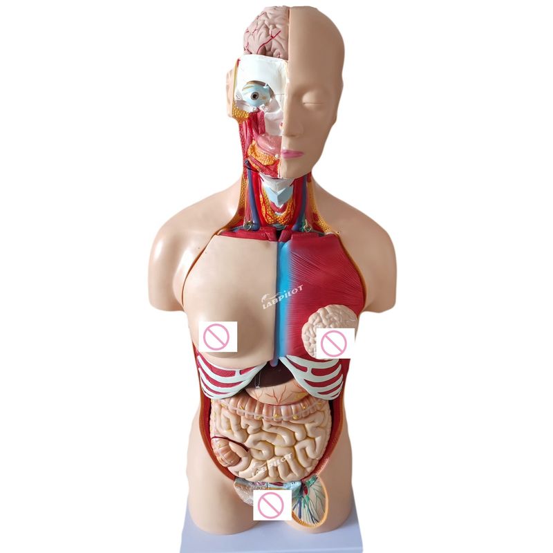 85CM Torso Unisex Manikin Órgãos Internos Anatomia Modelo Torso Humano Modelos Categoria